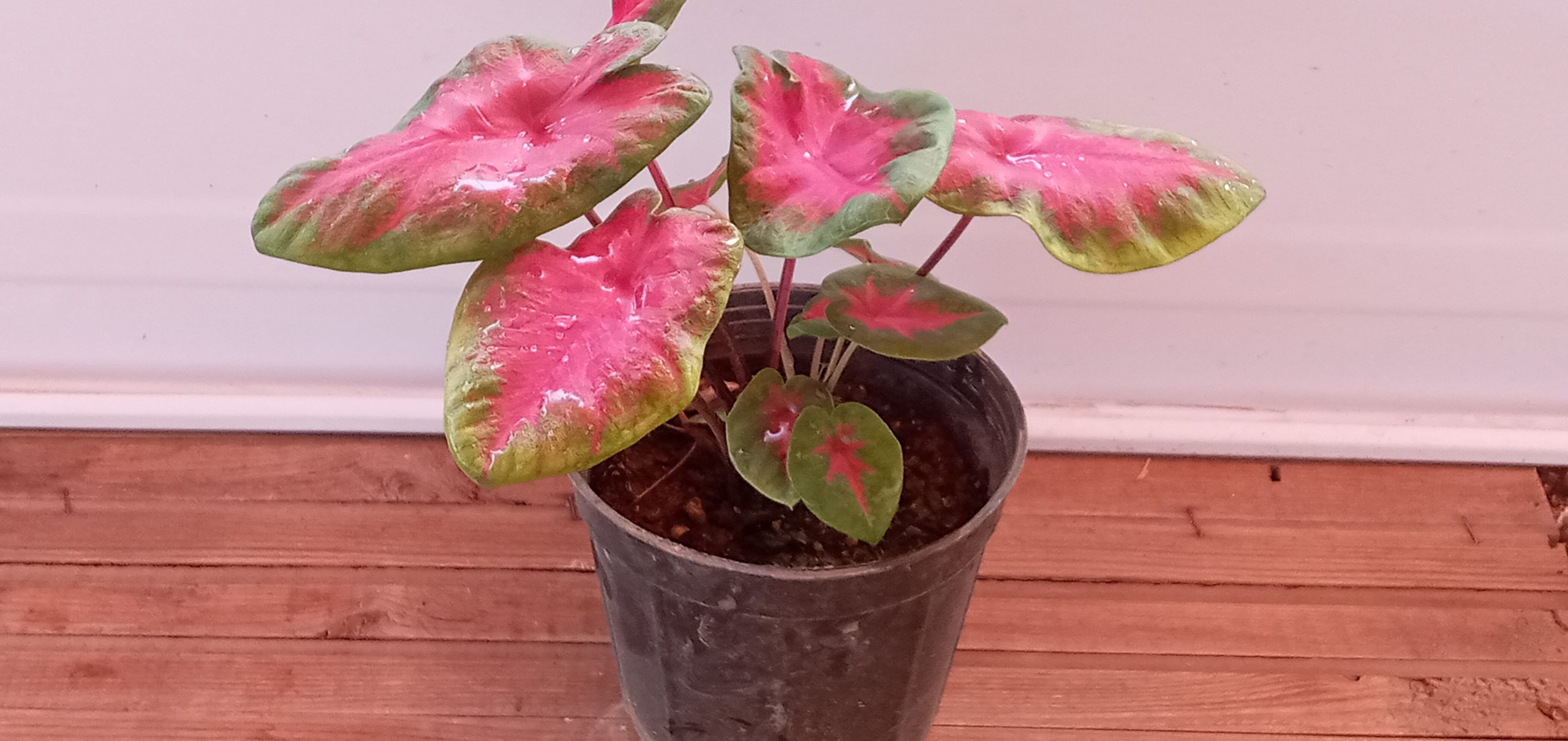 کالادیوم یا فیل گوش – گروه تولیدی گل و گیاه آی گل